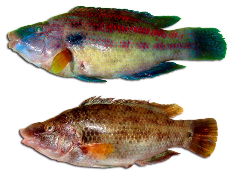 Symphodus tinca_00007